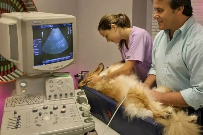 Calusa veterinary center boca raton florida doctors checking up on pet dog