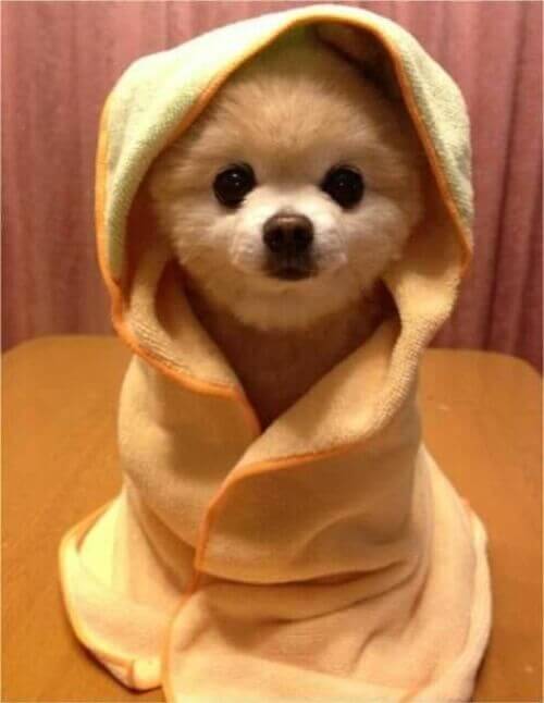 New Paltz Animal Hospital Pomeranian in a Blanket