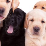 Photos for All Creatures Veterinary Hospital Labrador Retriever