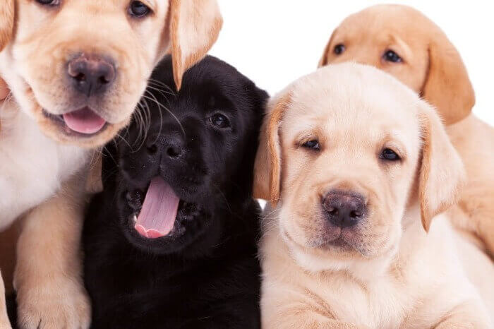 Photos for All Creatures Veterinary Hospital Labrador Retriever
