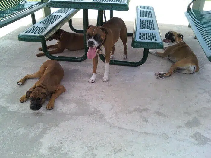 Quad city animal clinic boxers resting