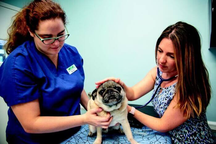 West Boca Veterinary Center Pug Checkep up by Vets